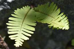 Image of plumed rockcap fern