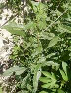 Image of Amaranthus tuberculatus var. rudis