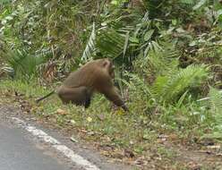 Image of Northern Pig-tailed Macaque