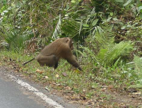 Image of Northern Pig-tailed Macaque