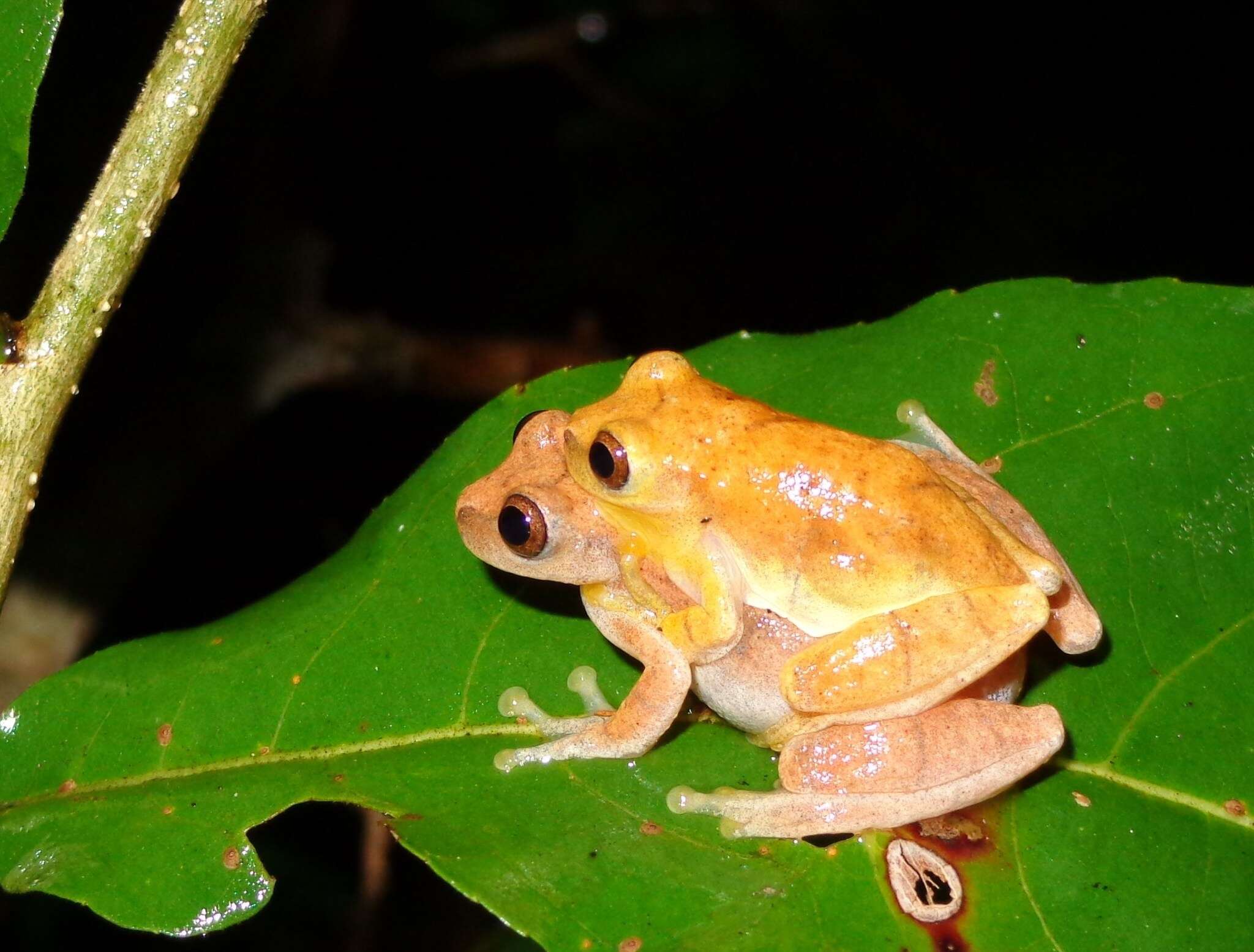 Image of Taylor's Yellow Treefrog