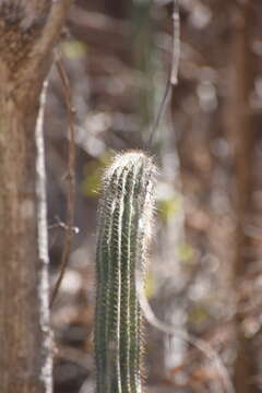 Image de Pilosocereus alensis (F. A. C. Weber ex Rol.-Goss.) Byles & G. D. Rowley