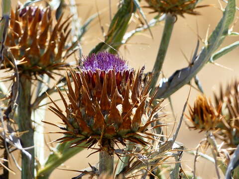 Image of Cynara cardunculus subsp. flavescens A. Wiklund