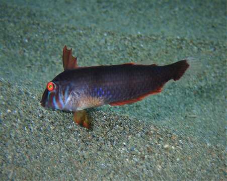 Image of Cleaver Wrasse