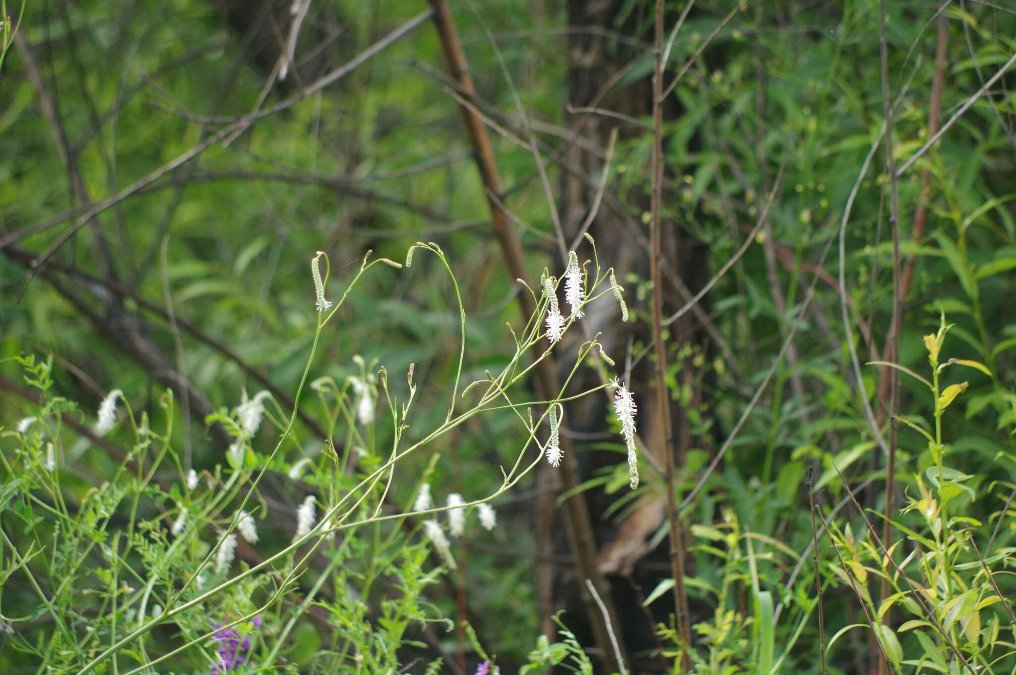 Image of Poterium tenuifolium var. alba (Trautv. & C. A. Mey.)