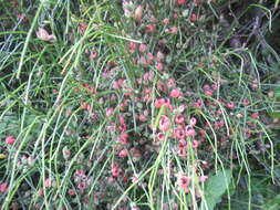 Image of Ephedra tweedieana C. A. Mey.