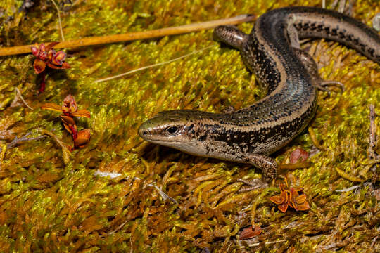 Image de Oligosoma chloronoton (Hardy 1977)