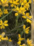 Слика од Genista hispanica subsp. hispanica