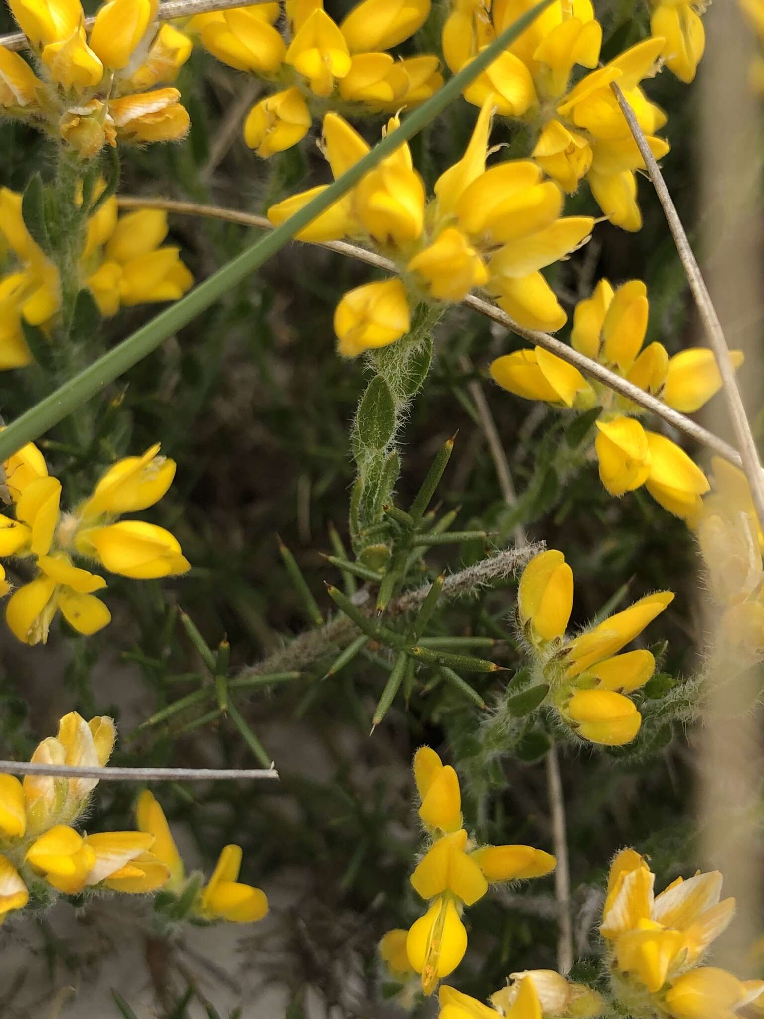 Image of Genista hispanica subsp. hispanica