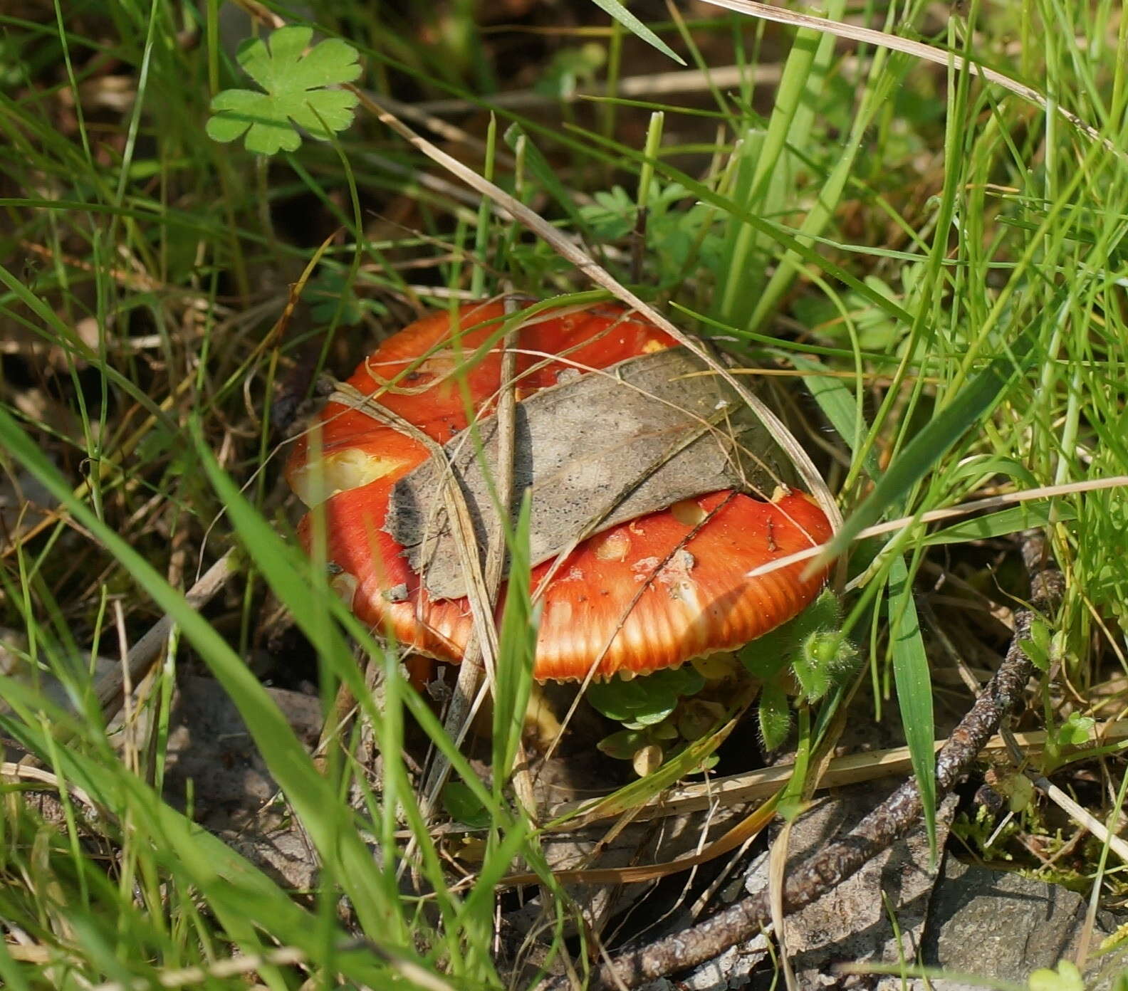 Image of Amanita xanthocephala (Berk.) D. A. Reid & R. N. Hilton 1980