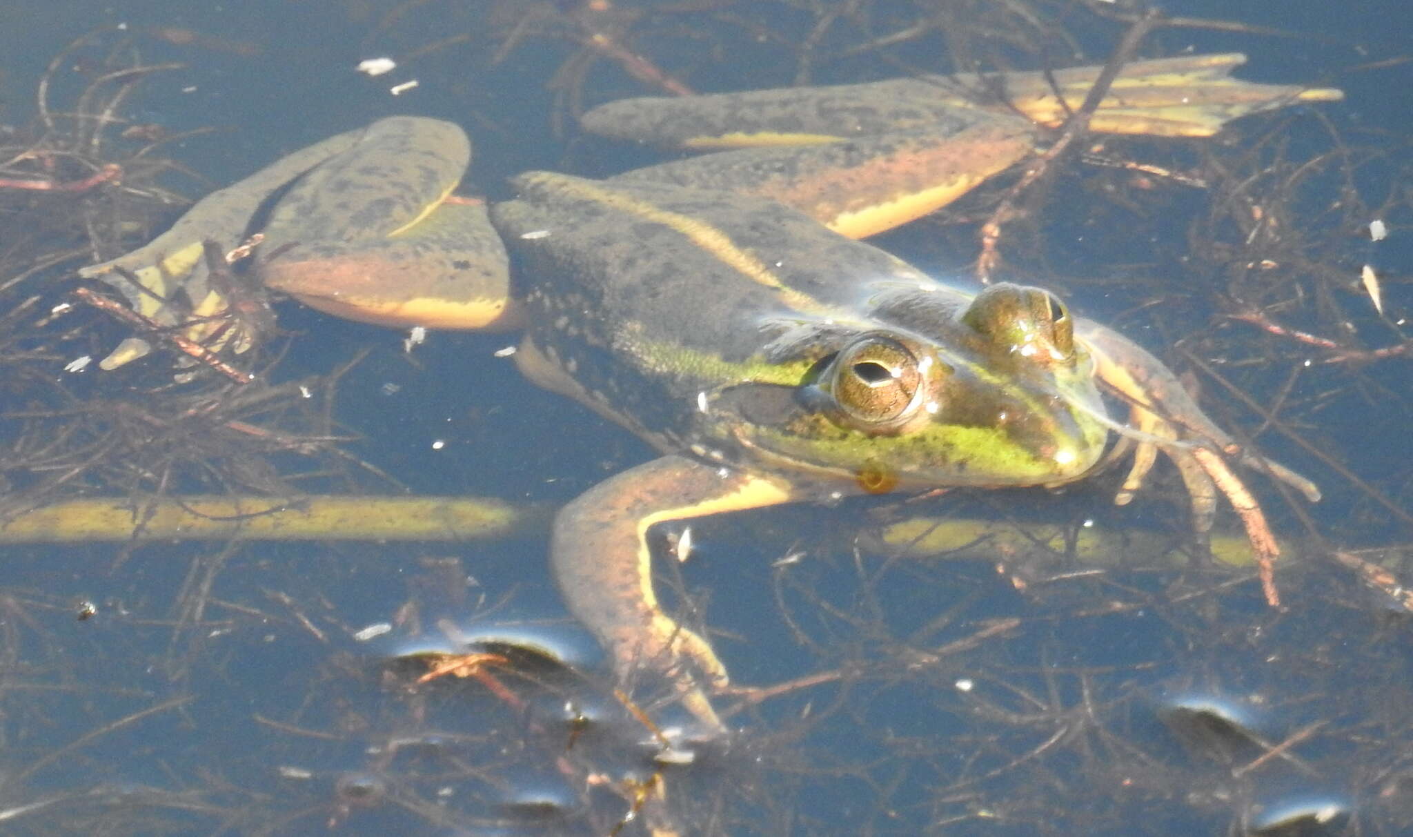 Image of Dahl’s Aquatic Frog