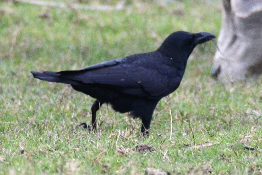 Image of <i>Corvus macrorhynchos culminatus</i>