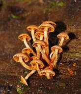 Image of Hypholoma fasciculare var. armeniacum (Y. S. Chang & A. K. Mills) Y. S. Chang, A. K. Mills, G. M. Gates & Ratkowsky