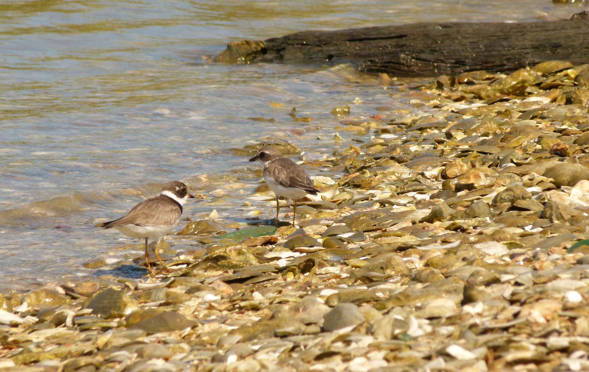 Image of Semipalmated Plover