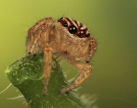 Image of Evarcha flagellaris Haddad & Wesolowska 2011