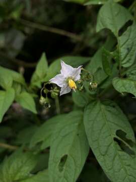 Image of Solanum canense Rydb.