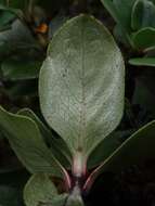 Image de Coprosma serrulata Hook. fil. ex Buchanan