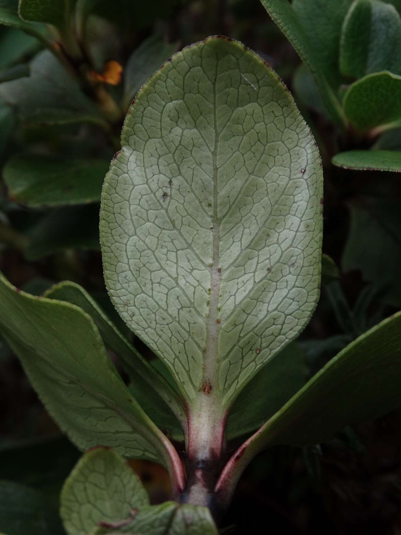 Image de Coprosma serrulata Hook. fil. ex Buchanan