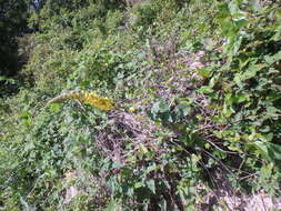 Image of Verbascum spectabile Bieb.