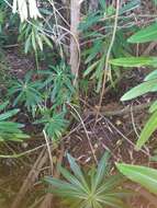 Image of Canary Spurge