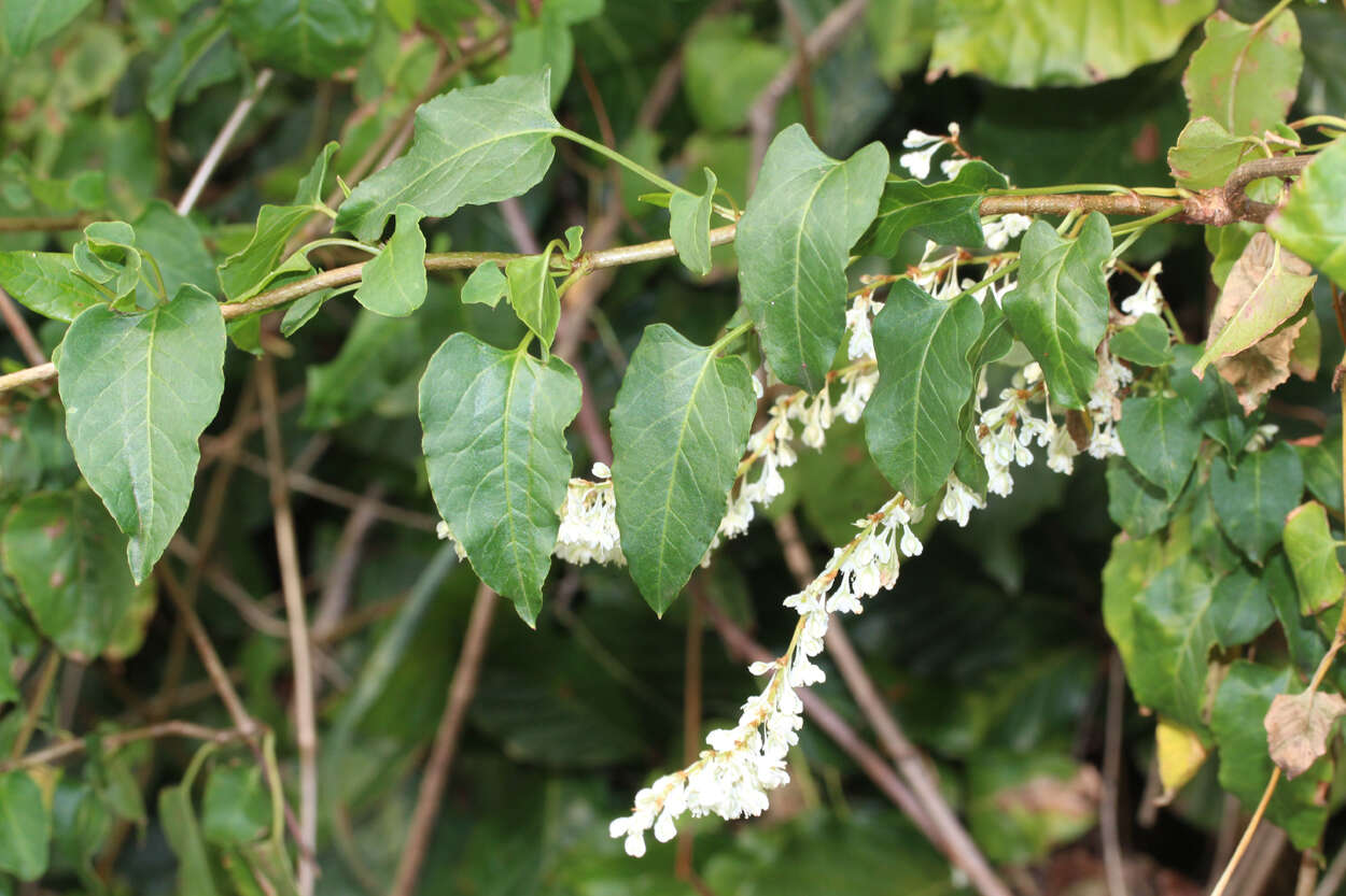 صورة Fallopia baldschuanica (Regel) Holub