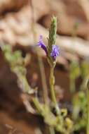 Image of Lavandula mairei Humbert