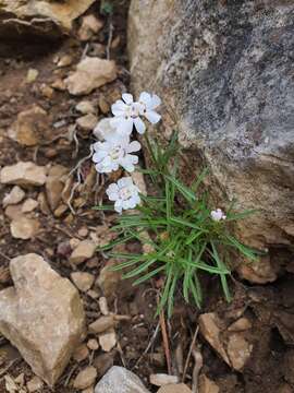 Image of Candytuft