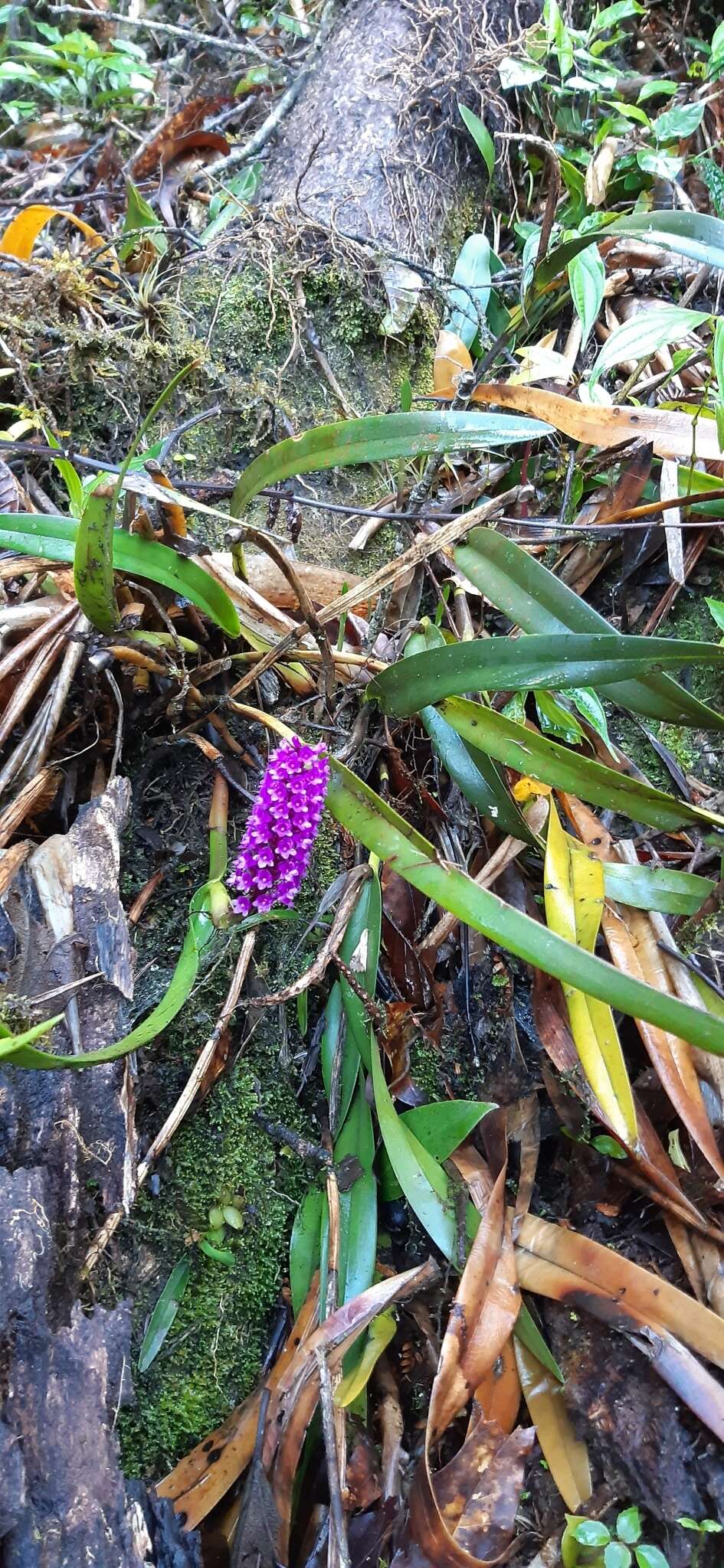 Imagem de Arpophyllum giganteum subsp. medium (Rchb. fil.) Dressler