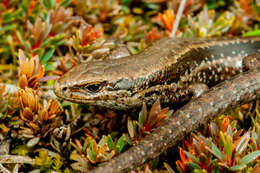 Image of Burgan skink