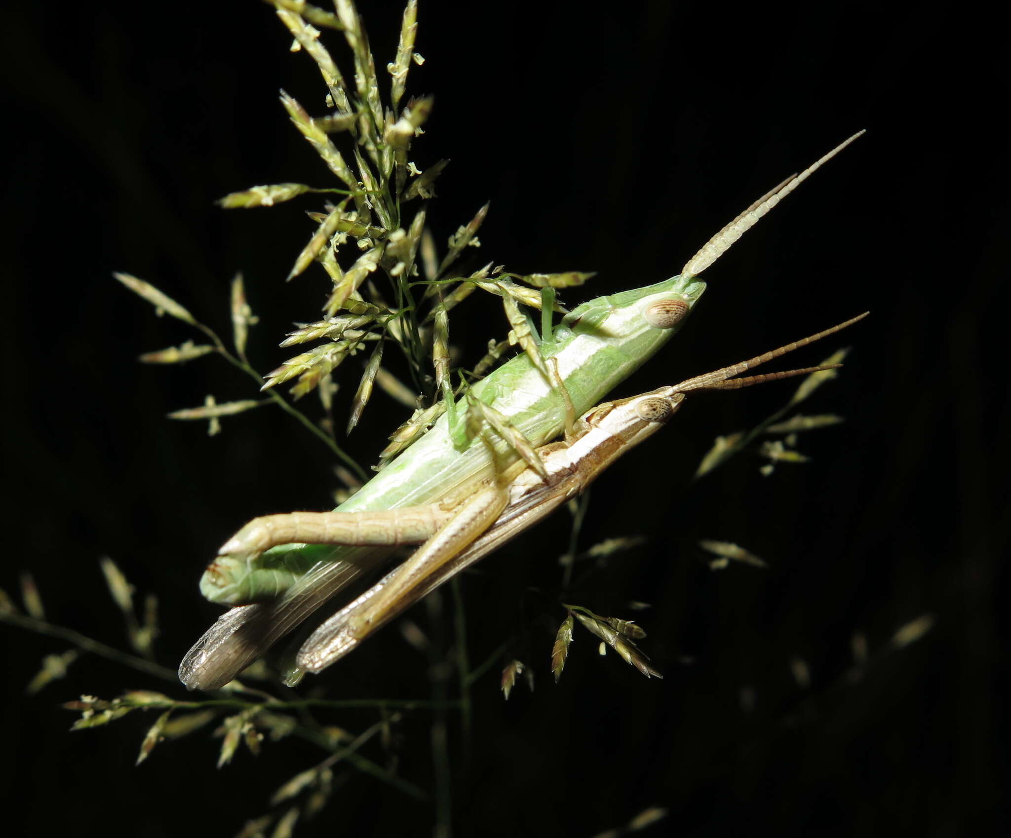 Paropomala pallida Bruner & L. 1904的圖片