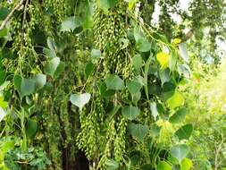 Image of Populus mexicana subsp. mexicana