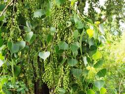 صورة Populus mexicana subsp. mexicana