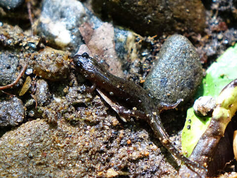 Image of Santeetlah Dusky Salamander