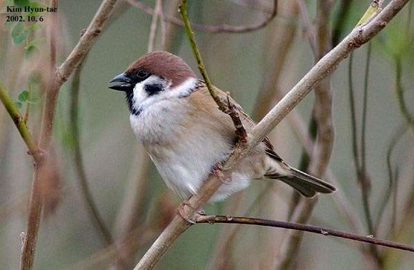 Image of Eurasian Tree Sparrow