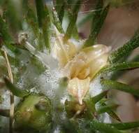 Image de Eriastrum abramsii (Elmer) Mason