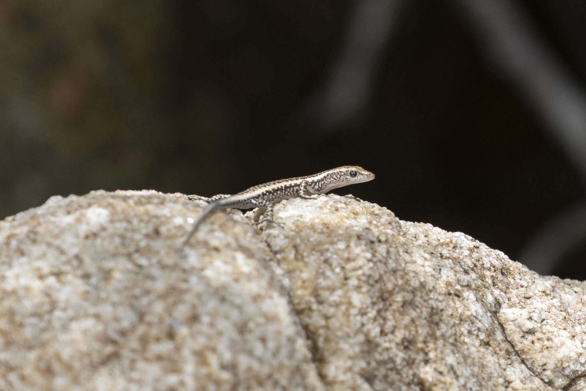 Image of Coastal snake-eyed skink