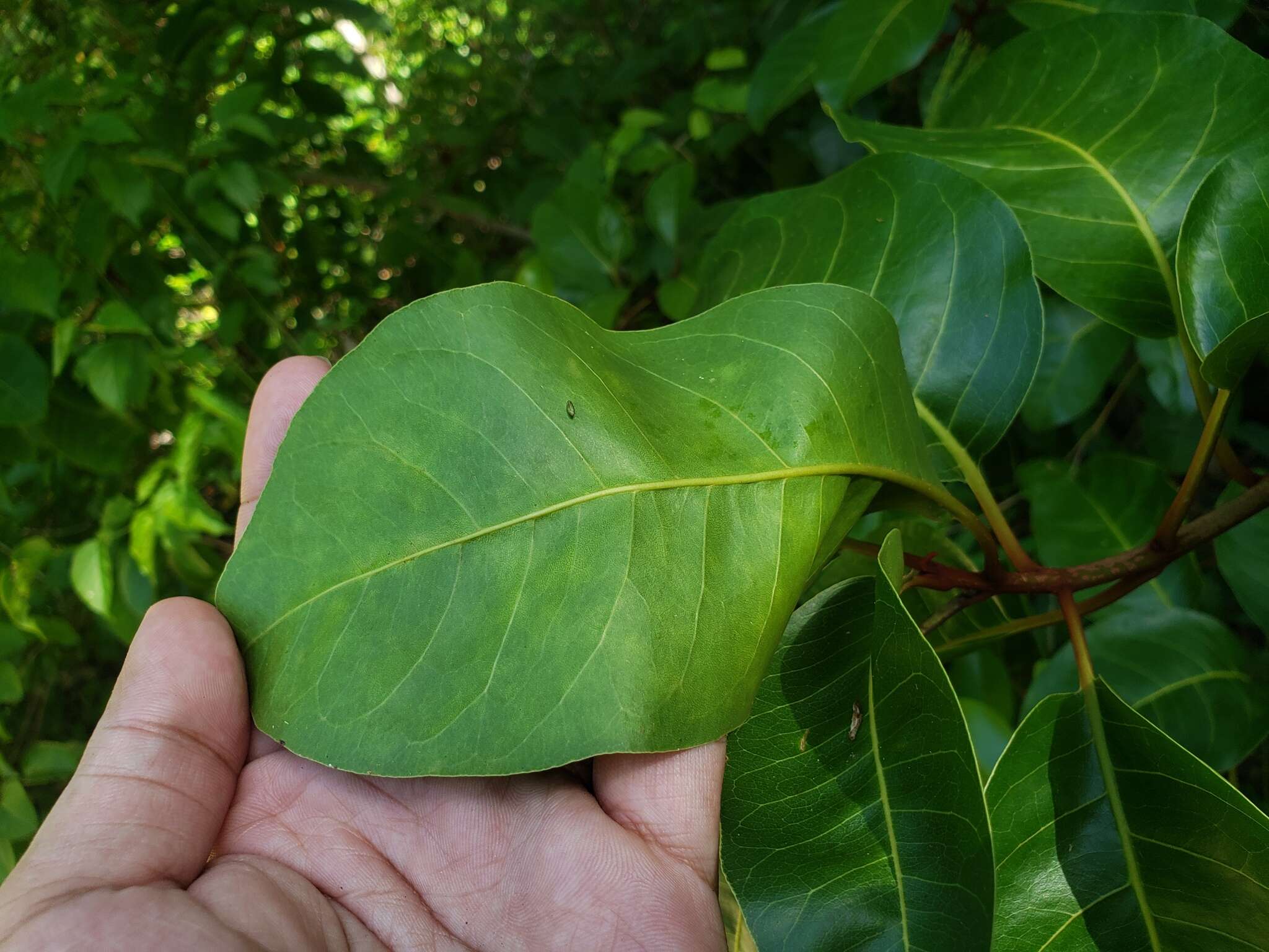 Image of Guapira domingensis (Heimerl) Alain