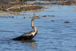 Image of African Darter