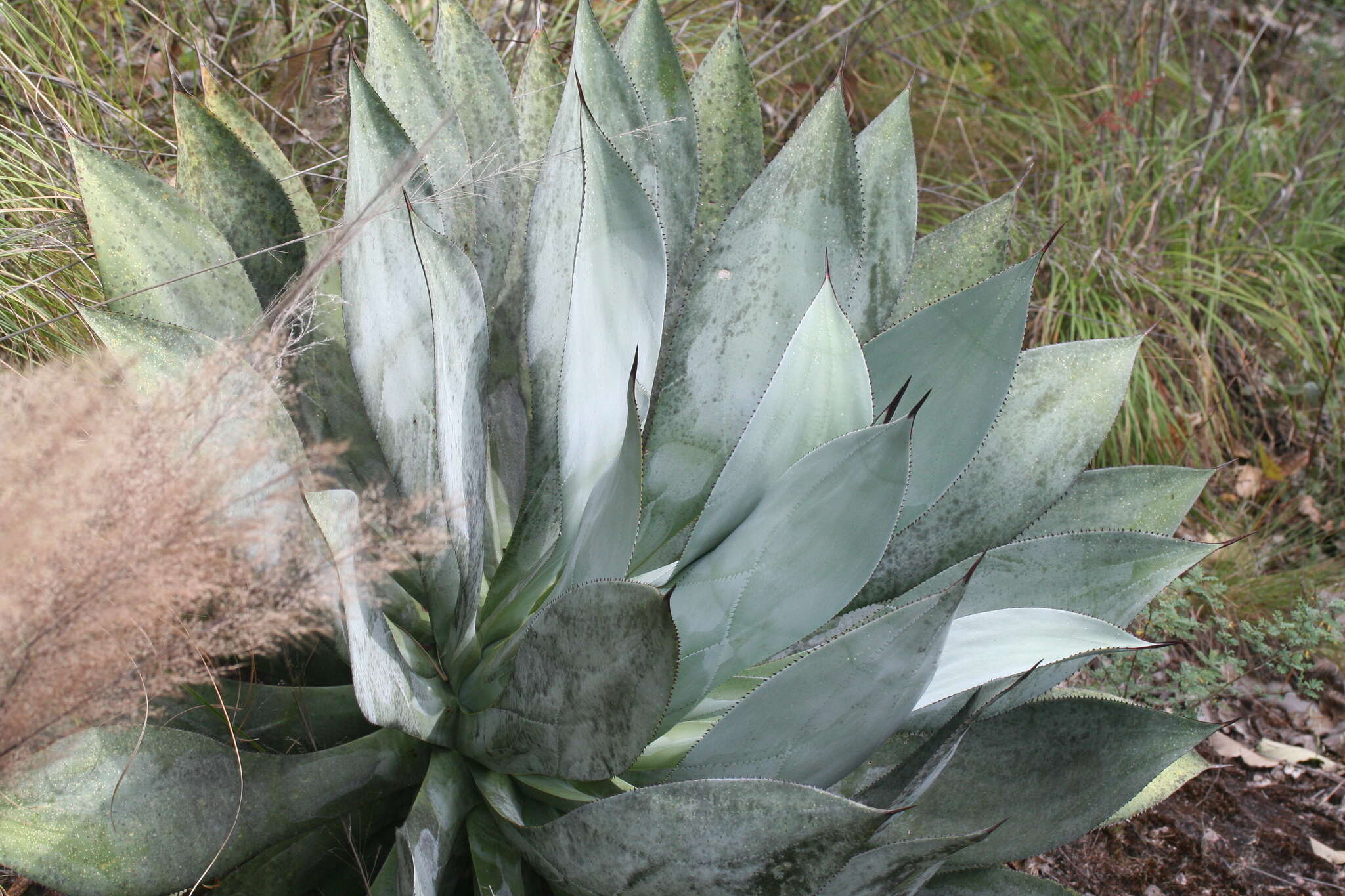 Image of Agave vazquezgarciae Cházaro & J. A. Lomelí