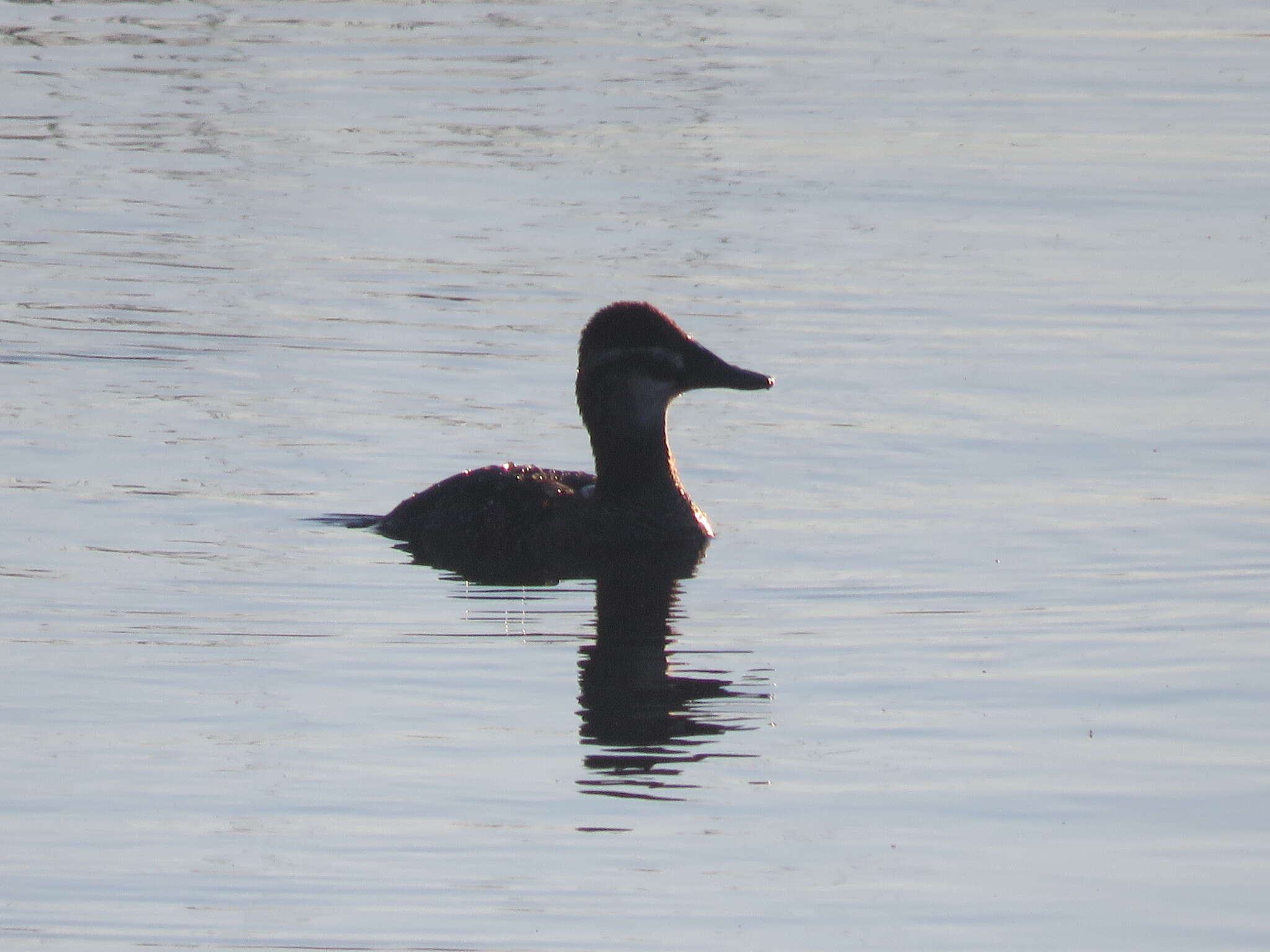 Image of Lake Duck