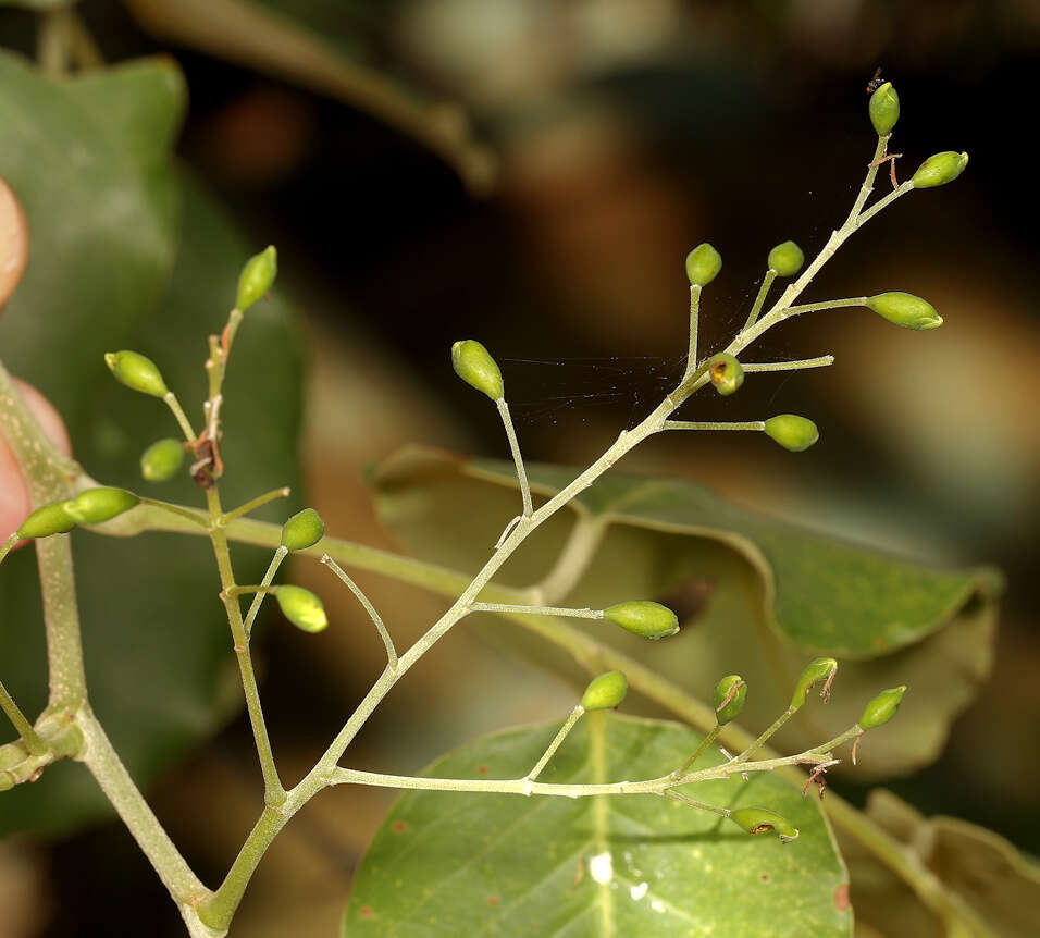 Imagem de Pterocarpus rotundifolius subsp. rotundifolius