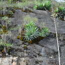 Image of Agave kavandivi García-Mend. & C. Chávez