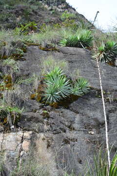 Слика од Agave kavandivi García-Mend. & C. Chávez