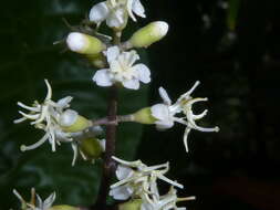 Слика од Miconia gracilis Triana