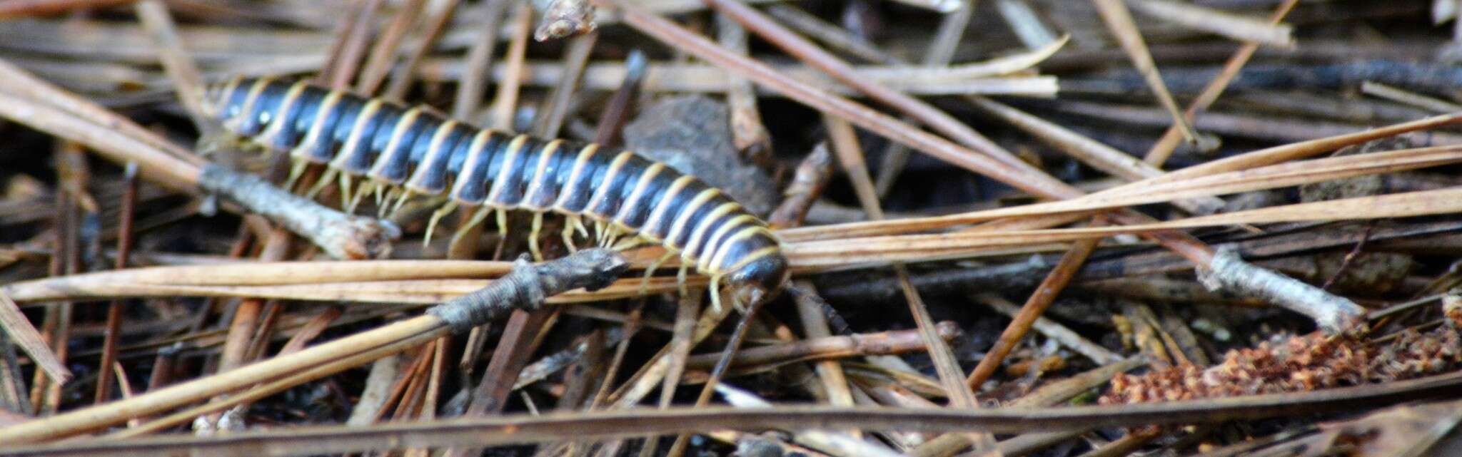 Image of Pleuroloma plana Shelley 1980