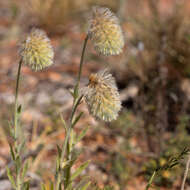 Image of Ptilotus clementii (Farmar) Benl