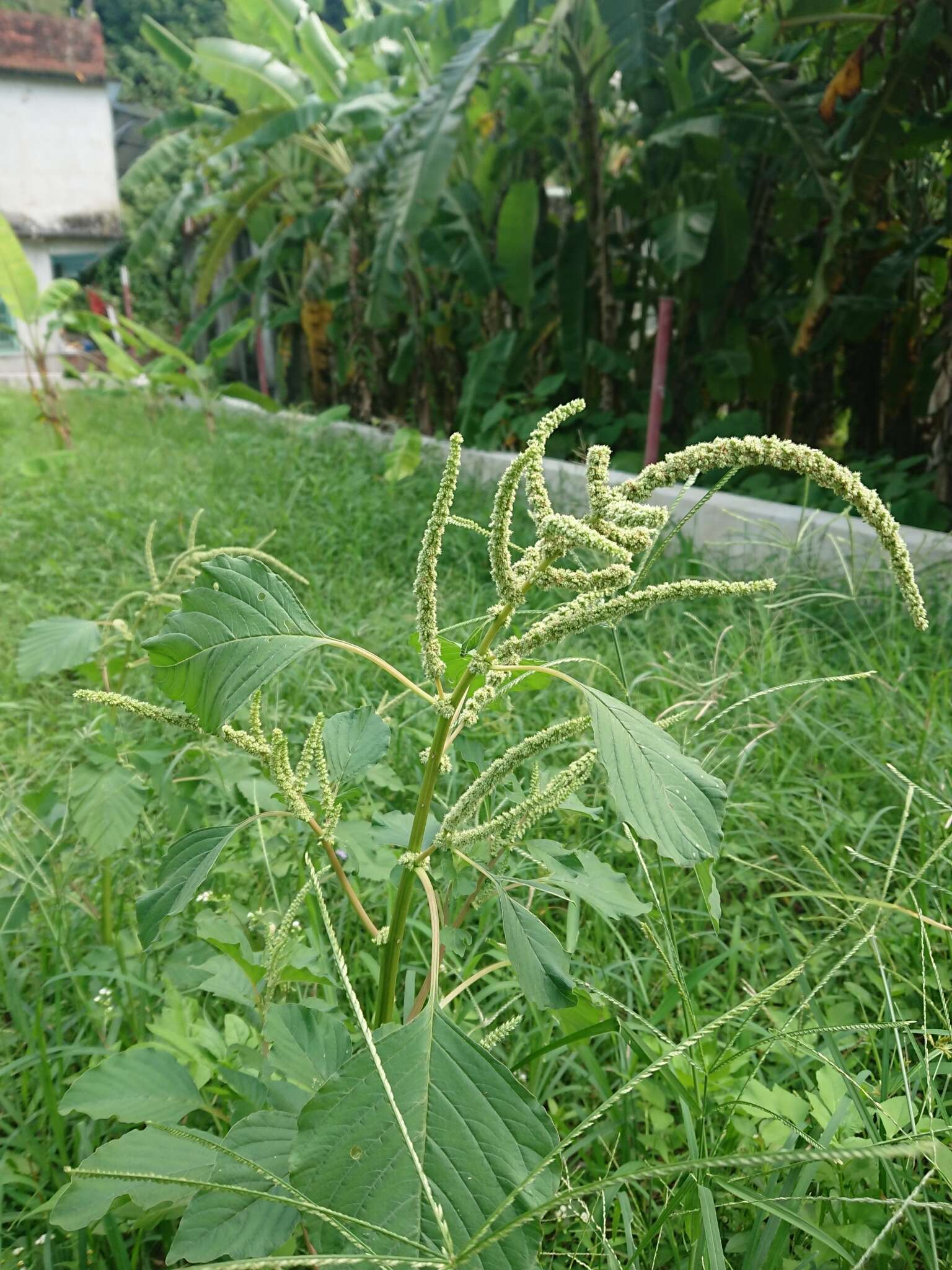 Imagem de Amaranthus viridis L.