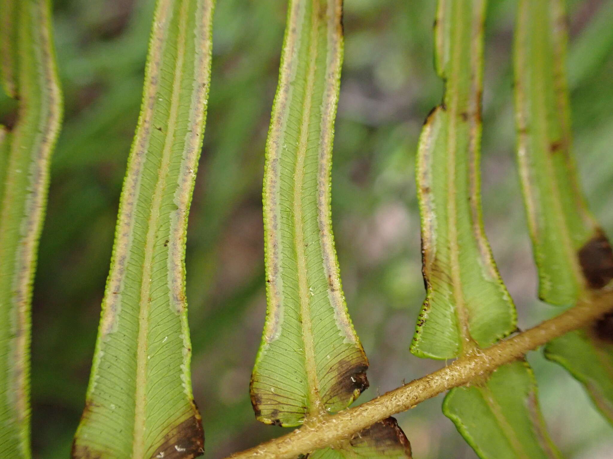 Image of Long-Leaf Brake