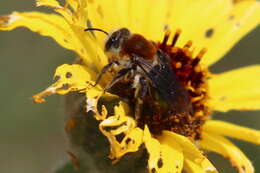 Image of Andrena sola Viereck 1917