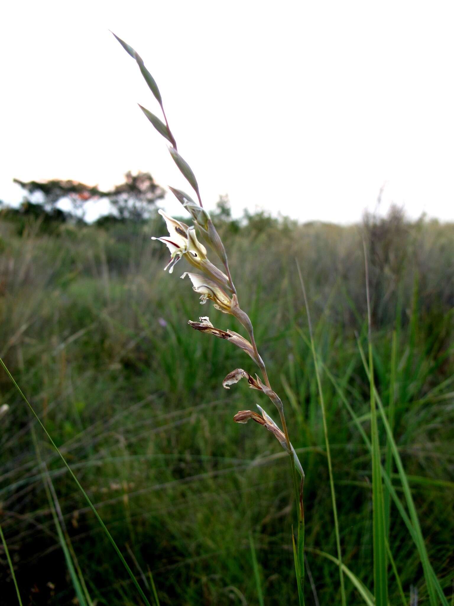 Imagem de Gladiolus permeabilis subsp. edulis (Burch. ex Ker Gawl.) Oberm.